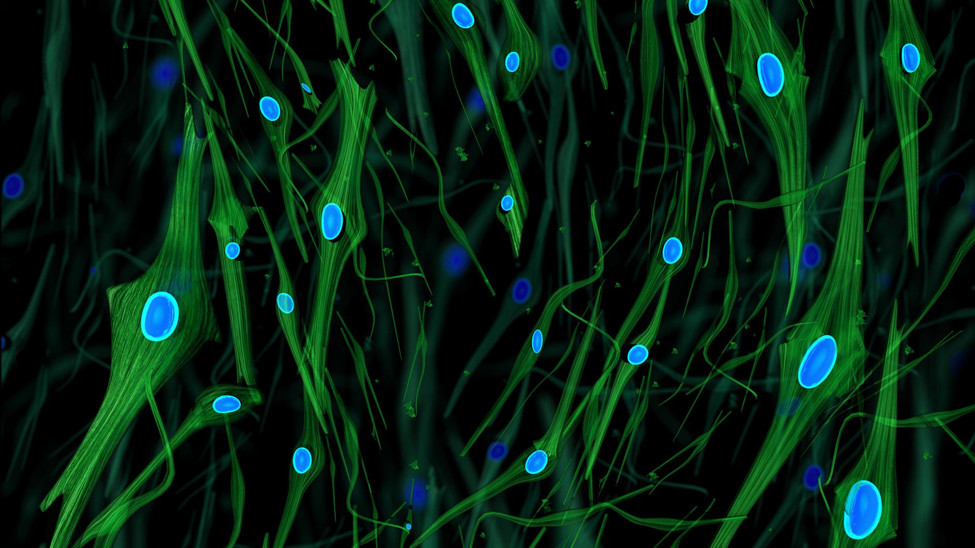 Cell Nucleus