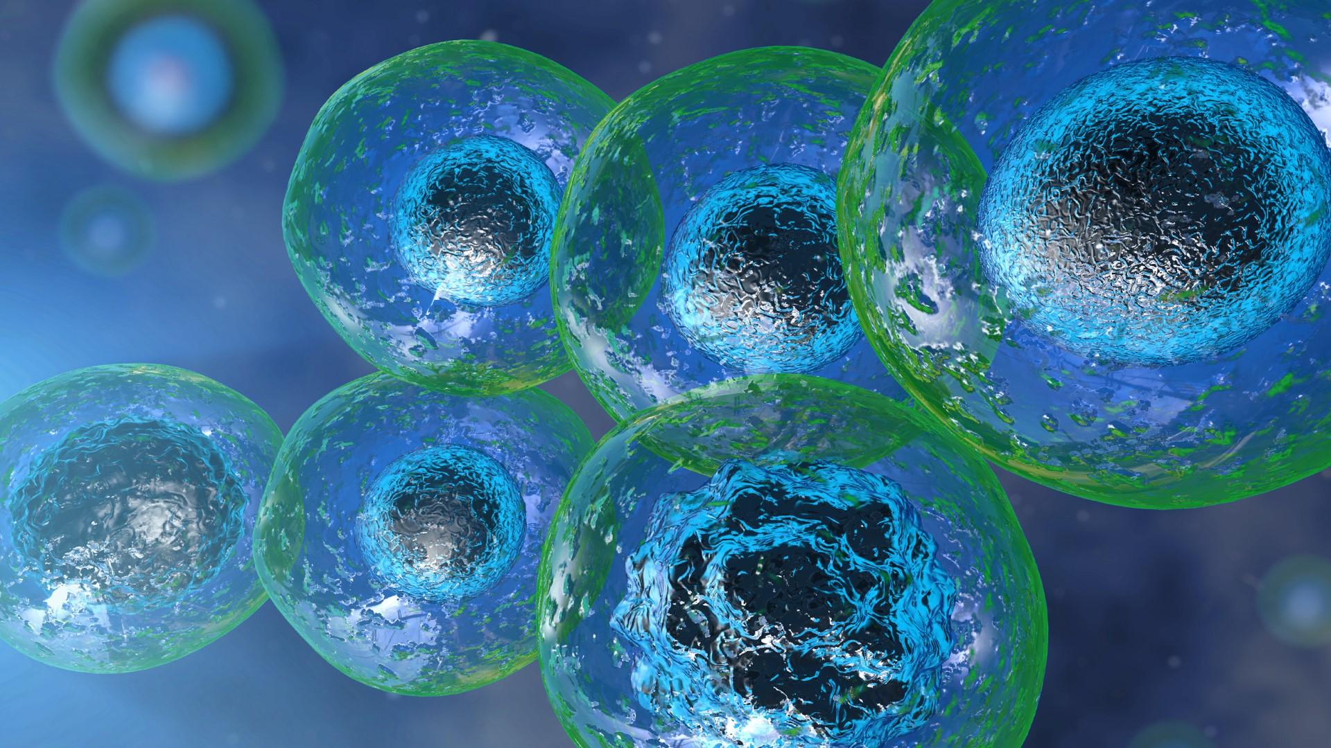 Stem Cells